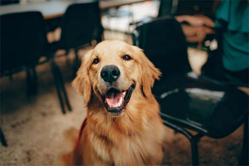 アルビノ犬の特徴とケア方法｜知っておきたい7つの真実