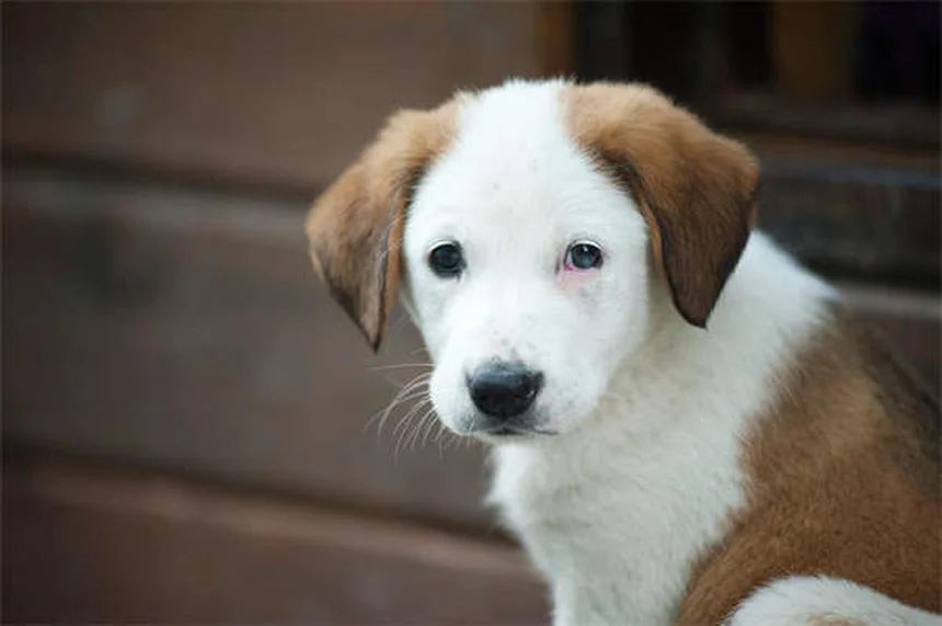 ペットのホリデー危険対策22選！愛犬・愛猫を守る完全ガイド