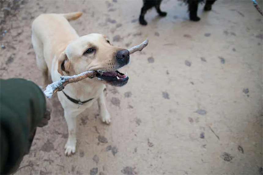 犬の妊娠期間は何日？気をつけたい症状とお世話のコツ