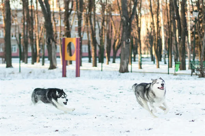 犬のテトラサイクリン：効果・副作用・正しい使い方【獣医師監修】