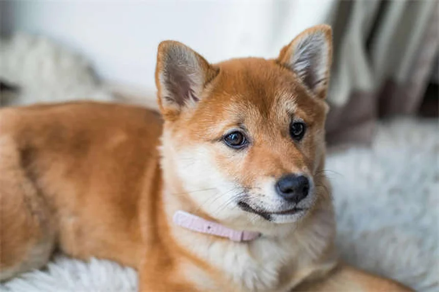 犬の脊髄空洞症(SM)とキアリ様奇形(CM)の症状と治療法【完全ガイド】