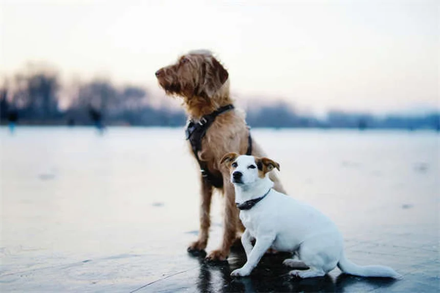 犬の皮膚タグとは？原因と対処法を獣医師が解説
