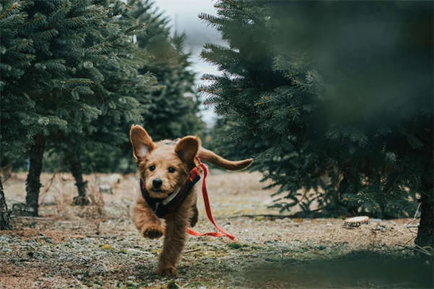 犬の尿漏れに効くProin®とは？効果や副作用を徹底解説