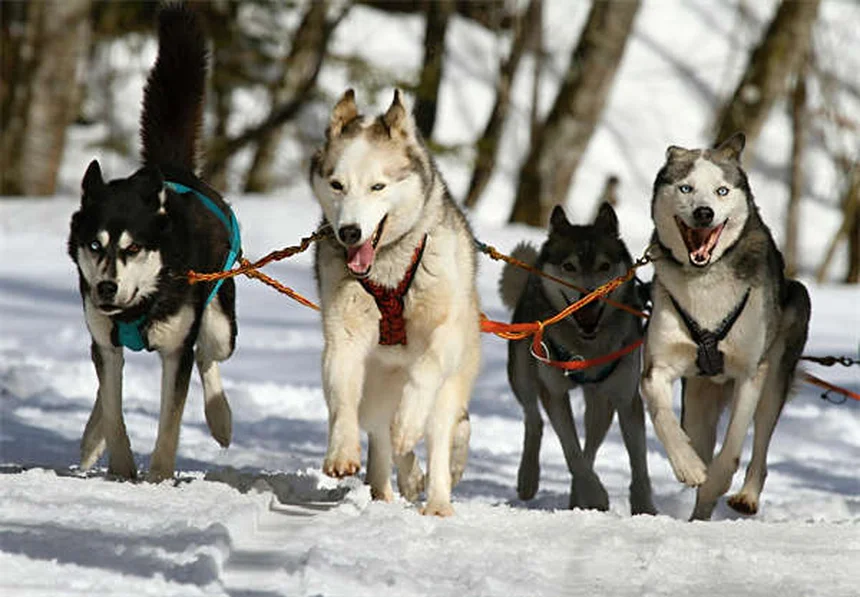 犬の首かしげは病気？原因と対処法を獣医師が解説