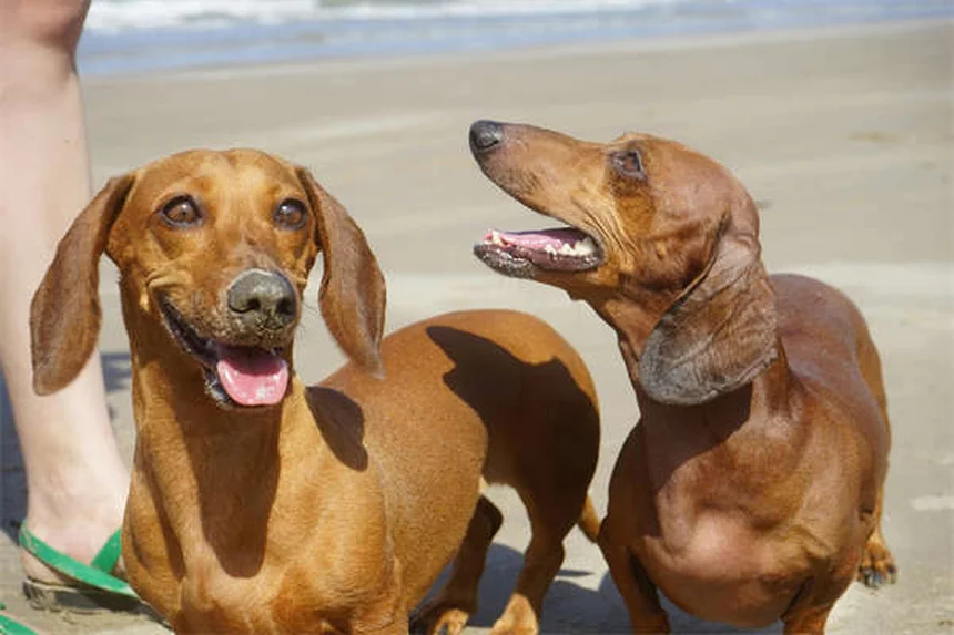犬の首かしげは病気？原因と対処法を獣医師が解説