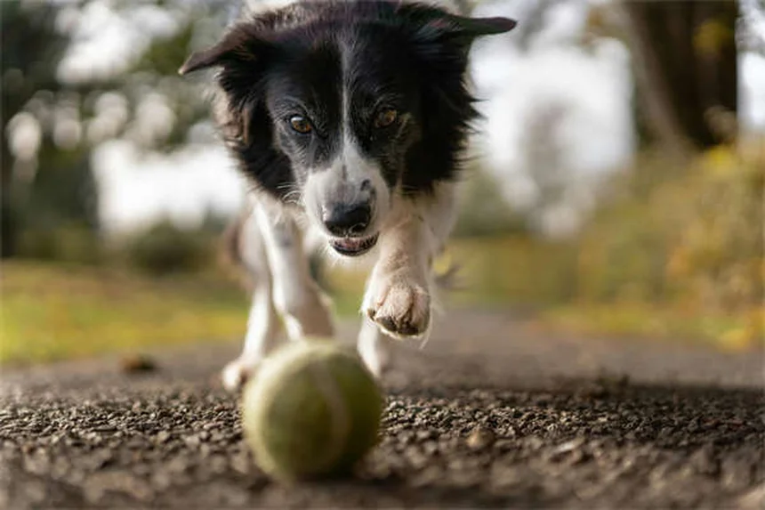 犬の口臭が臭い本当の理由とは？獣医が教える原因と対策