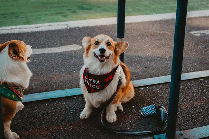 犬のマッサージ効果とは？プロが教える正しいやり方と注意点