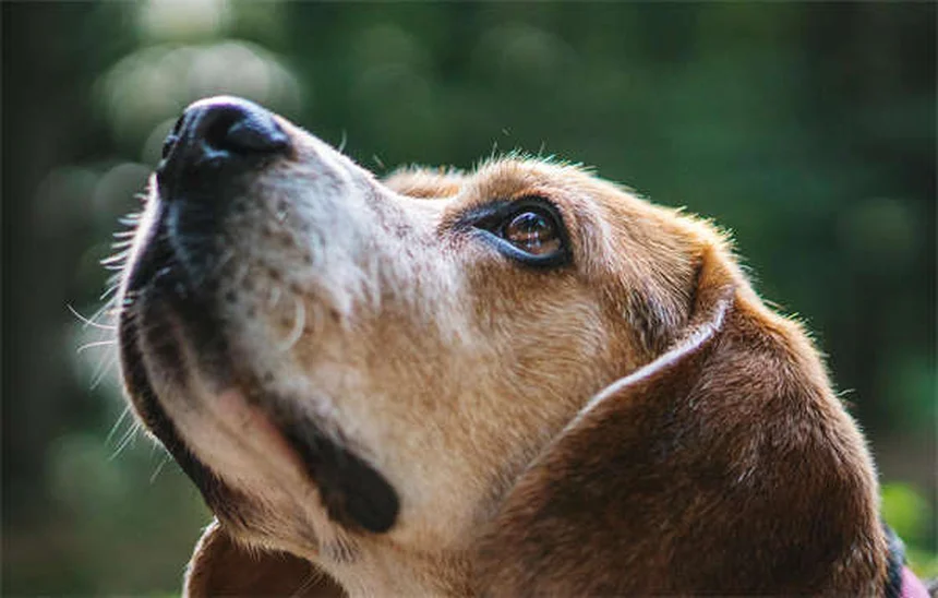 犬のマッサージ効果とは？プロが教える正しいやり方と注意点