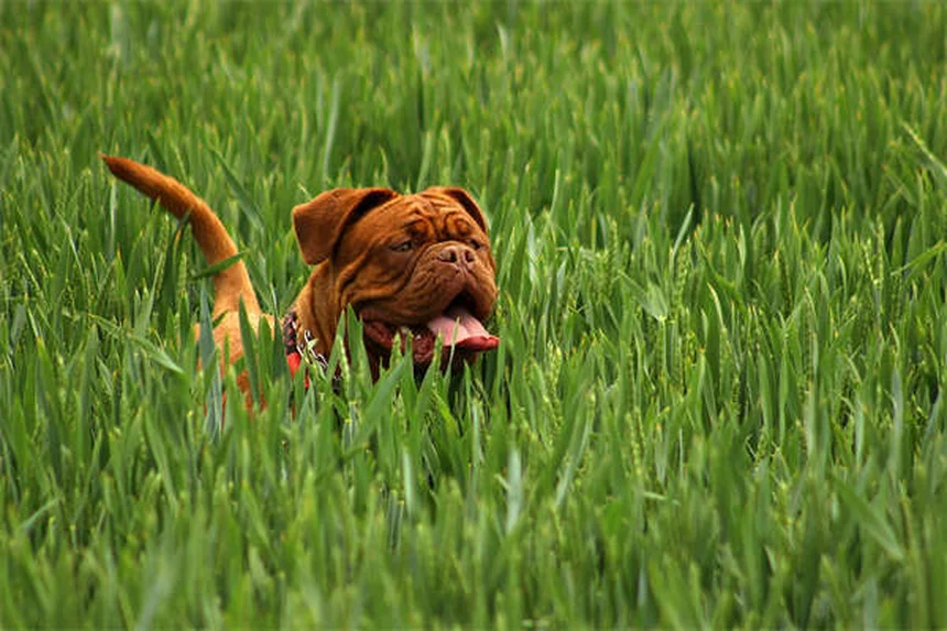 犬のマッサージ効果とは？プロが教える正しいやり方と注意点