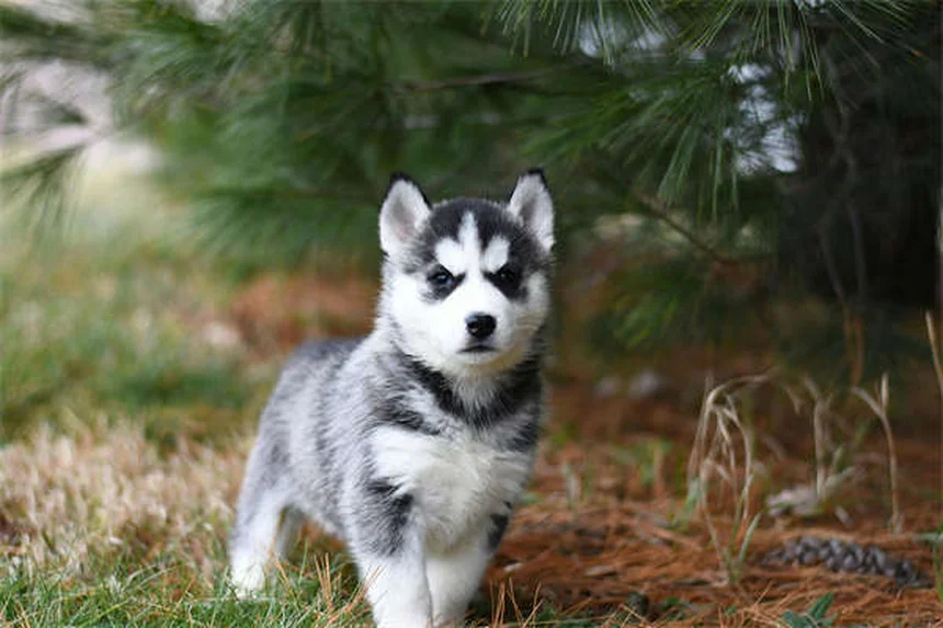聴覚障害のある犬のトレーニング方法7選｜初心者でもできるコツを解説