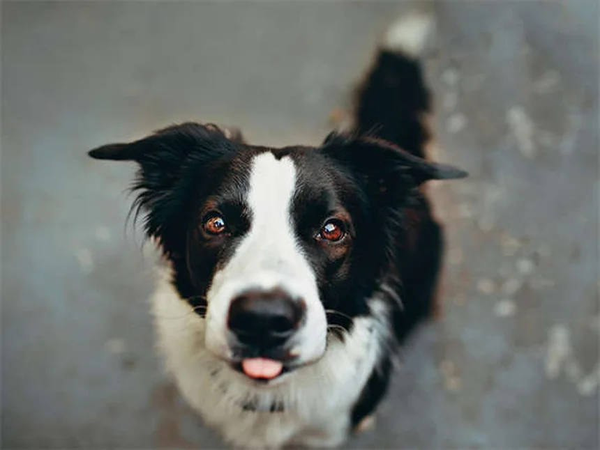 聴覚障害のある犬のトレーニング方法7選｜初心者でもできるコツを解説