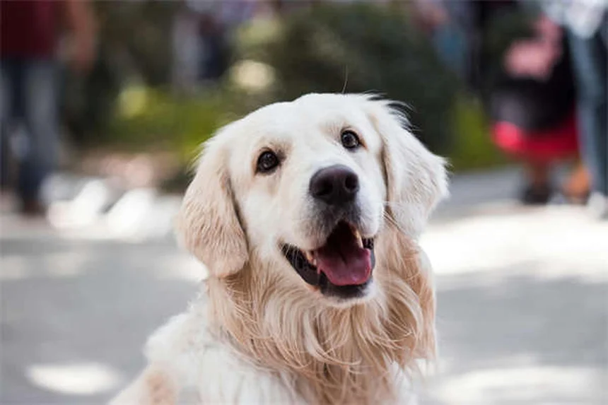 犬用ロラゼパムの効果と正しい使い方【獣医師解説】