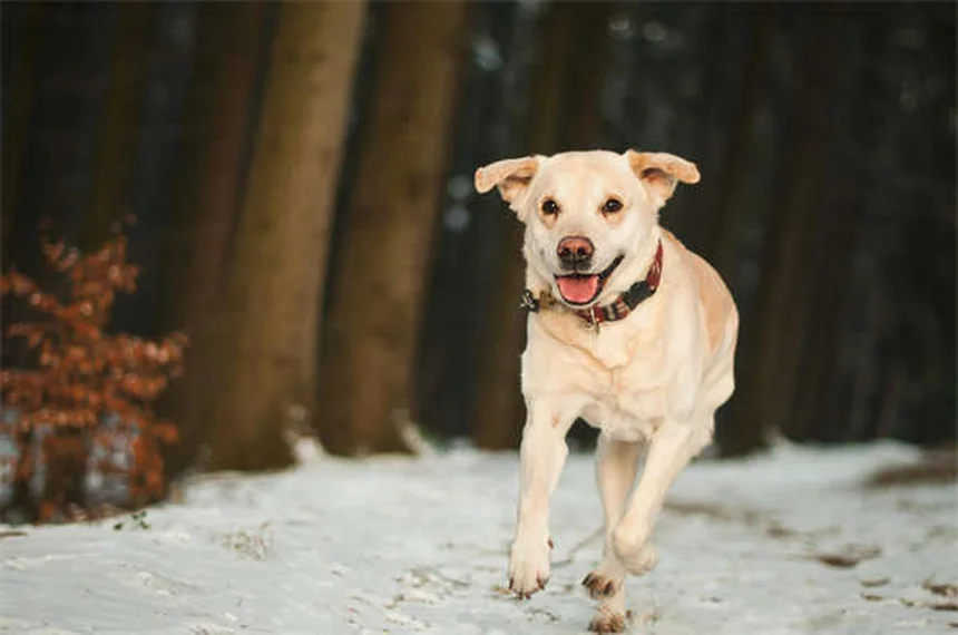 犬用ロラゼパムの効果と正しい使い方【獣医師解説】
