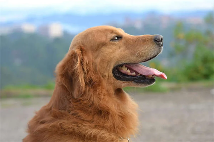 犬にイブプロフェンは危険！絶対に与えてはいけない理由と安全な対処法