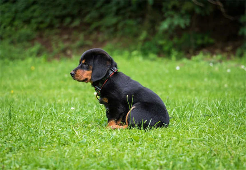 犬にイブプロフェンは危険！絶対に与えてはいけない理由と安全な対処法