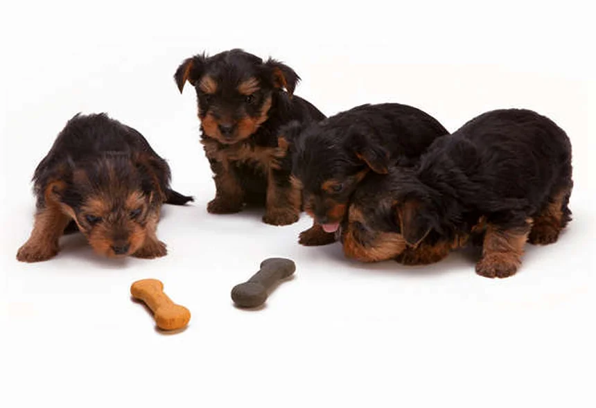犬の「子犬のような目」が進化した3つの科学的理由