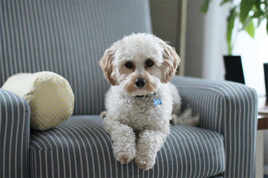 犬が飼い主の上に寝る7つの心理｜愛犬の本音を徹底解説