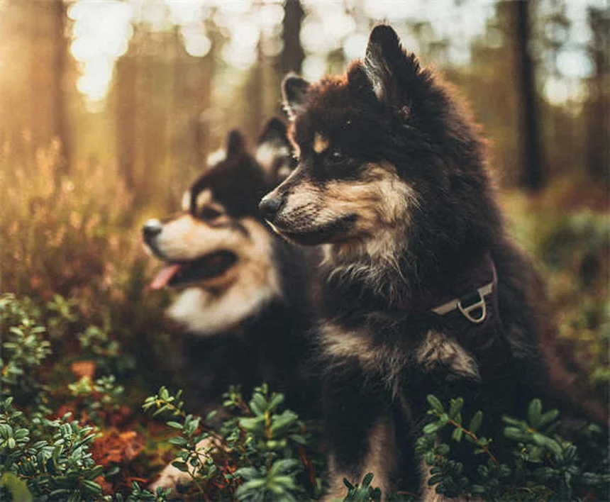 子犬の体重が増えない7つの原因と獣医師が教える解決策