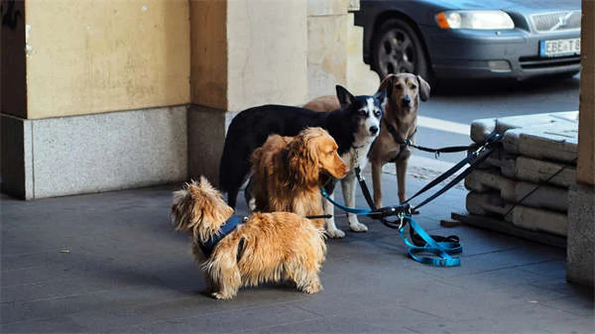 愛犬との裏庭遊び、間違っていませんか？5つの方法で運動不足もストレスも解消