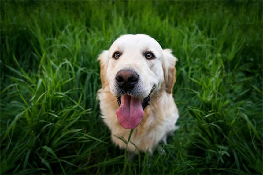 愛犬との裏庭遊び、間違っていませんか？5つの方法で運動不足もストレスも解消
