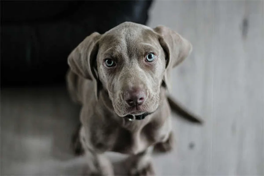 【実体験】犬の退屈解消に！心理的刺激を与える9つの無料方法