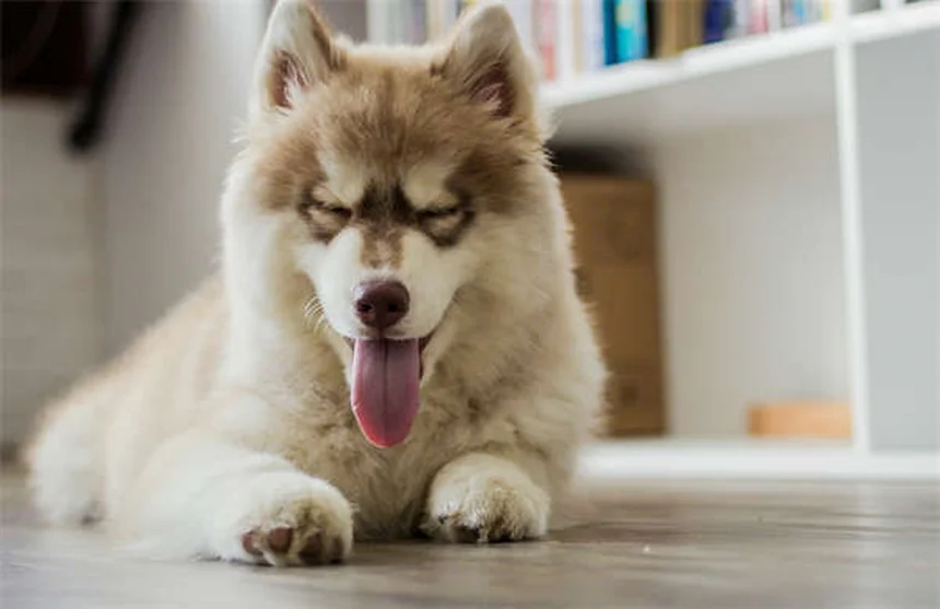 【実体験】犬の退屈解消に！心理的刺激を与える9つの無料方法