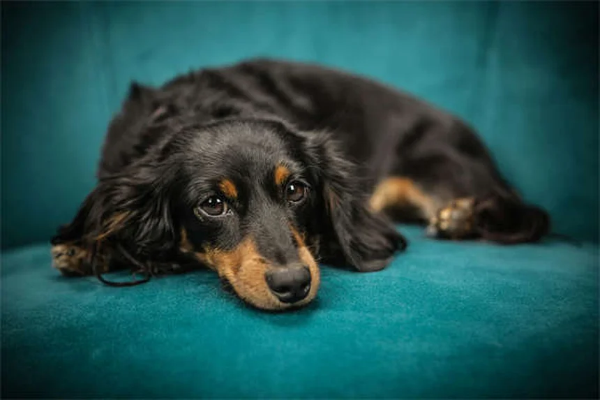 怖がり犬が変わる！恐怖の原因と自信をつける3つのステップ