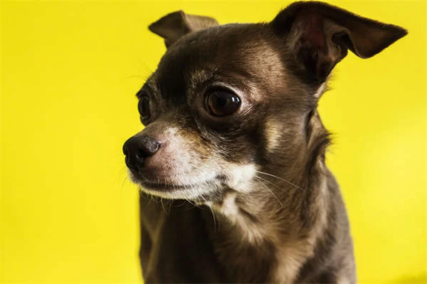 L-カルニチンは犬に効くの？獣医師が解説！効果や正しい使い方とD体との違い