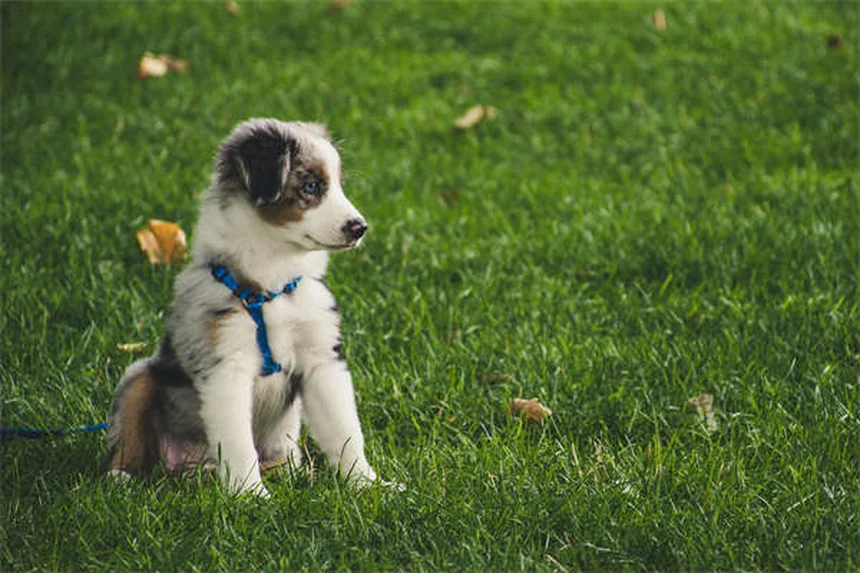 L-カルニチンは犬に効くの？獣医師が解説！効果や正しい使い方とD体との違い