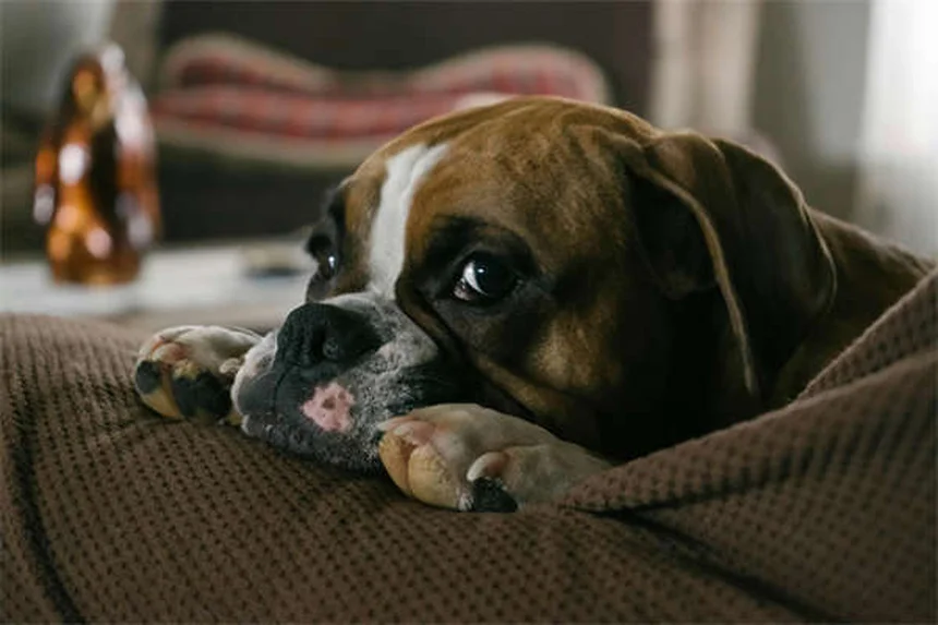 犬がスキンシップを嫌がる理由とサイン、改善方法を解説