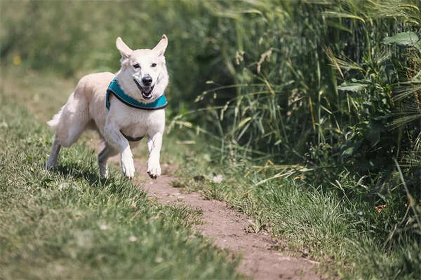 犬がスキンシップを嫌がる理由とサイン、改善方法を解説