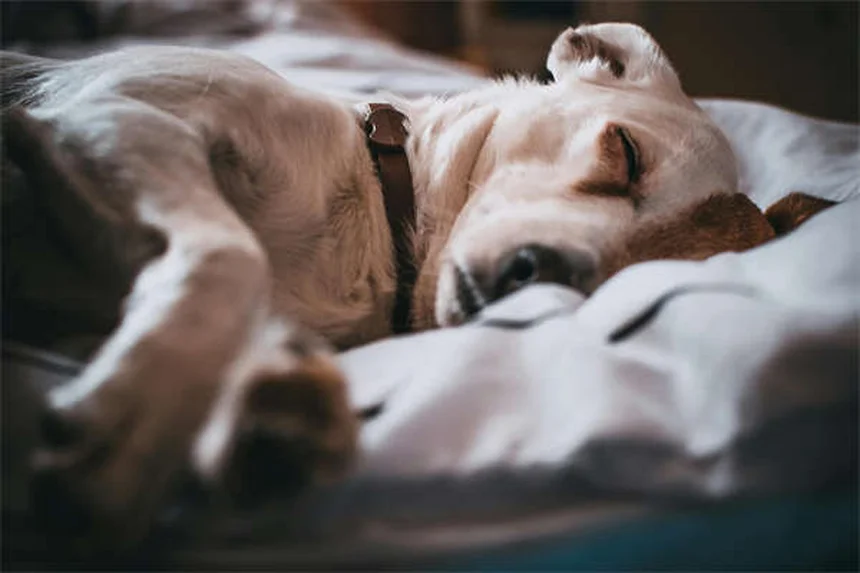 犬がスキンシップを嫌がる理由とサイン、改善方法を解説