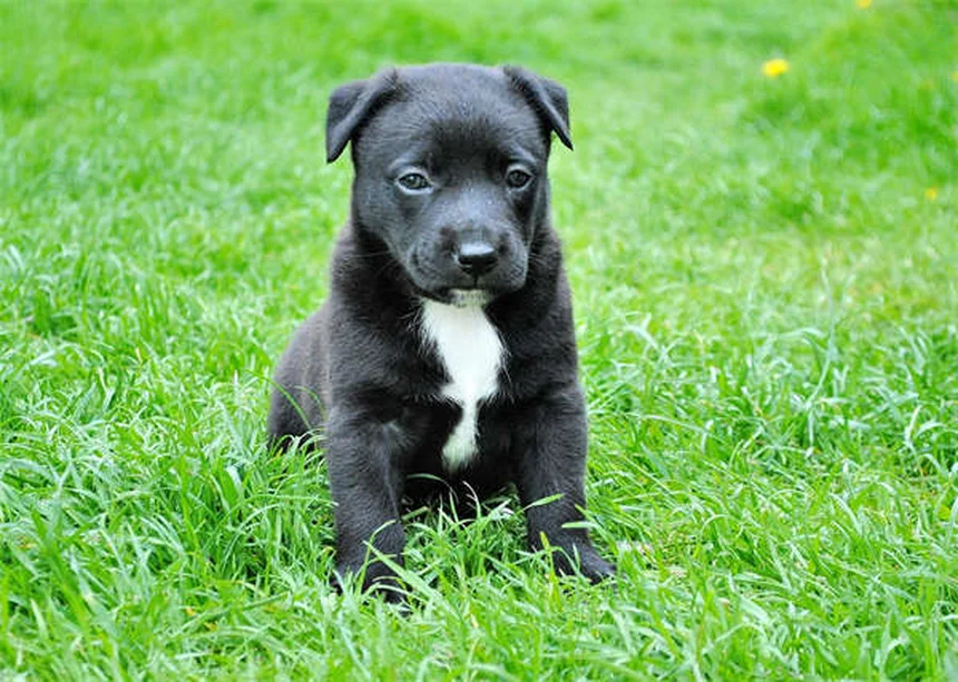 犬に多いダニ8種類の見分け方と症状・予防法を経験者が解説