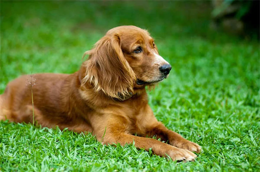 犬用おしゃべりボタンの真実：成功率と訓練方法を徹底解説